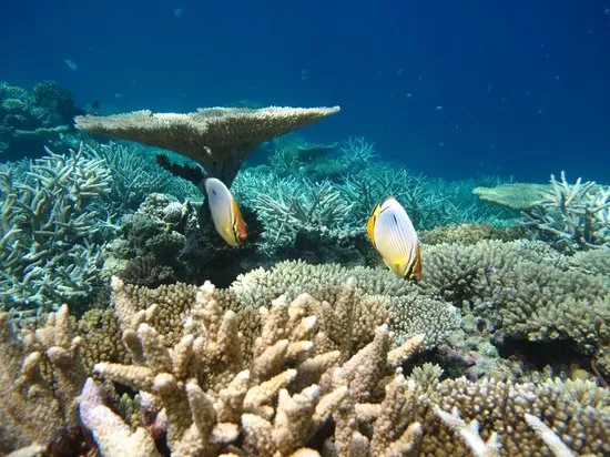 Day 3: Snorkeling & Marine Life Exploration