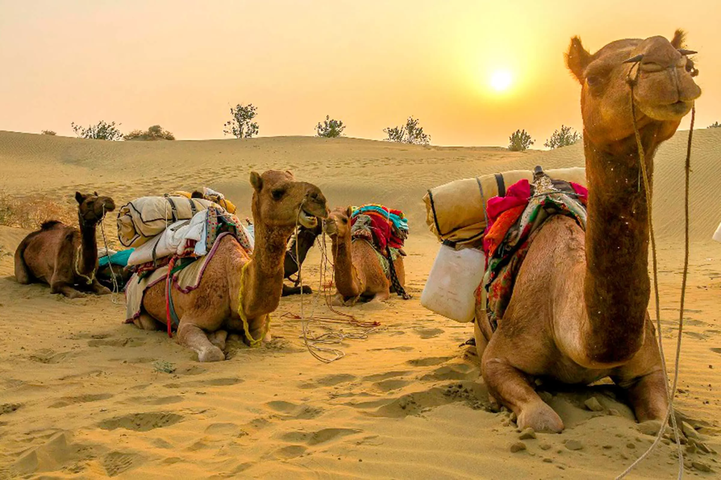 Day 2 (Saturday): Jaisalmer City Tour → Sam Desert Camp