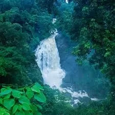 Day 1: Arrival in Kochi – Transfer to Munnar