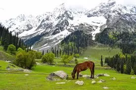 Kashmir Platinum Paradise