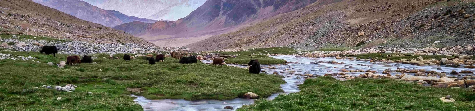 Heavenly Kashmir Delight