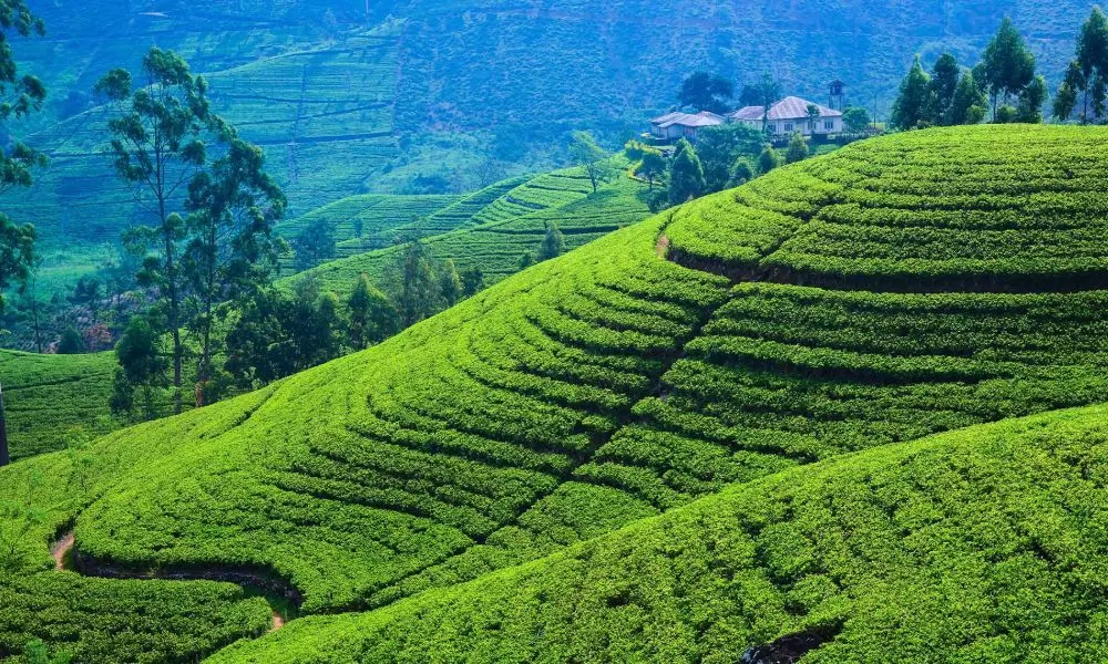 Darjeeling  Tea Estates